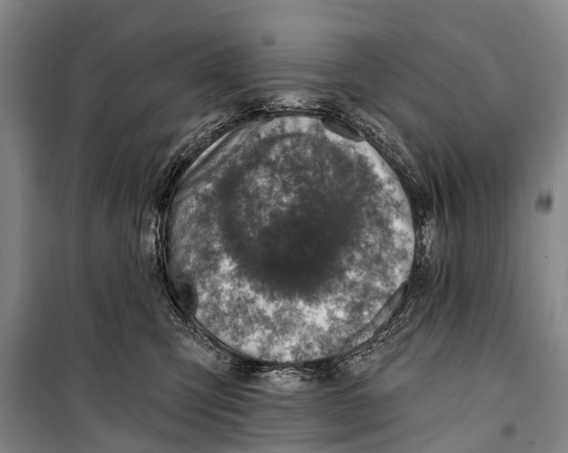 X0000098200423200805151233