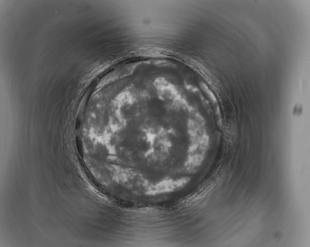 X0000098200433200805151232