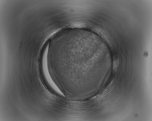 X0000098200444200805151232