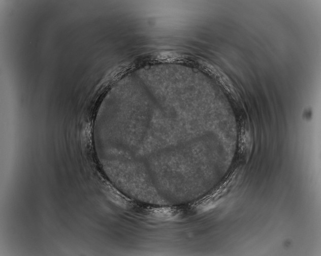 X0000098200473200805151233