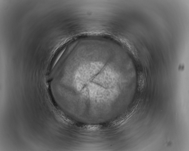 X0000098200495200805151232