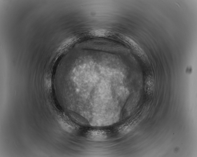 X0000098200500200805151232