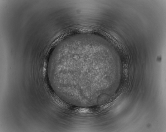 X0000098200507200805151232