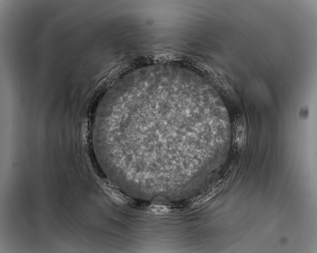 X0000098200519200805151232