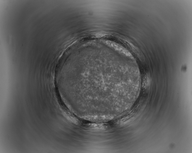 X0000098200524200805151232
