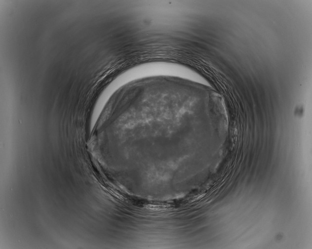 X0000098200556200805151231