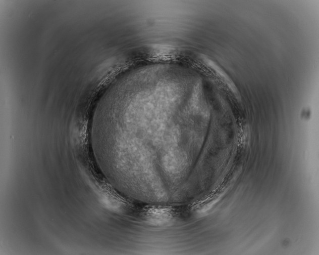 X0000098200560200805151231