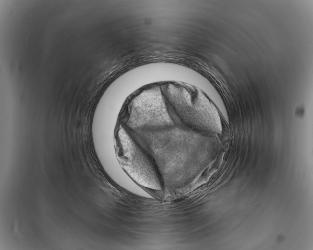X0000098200621200805151230