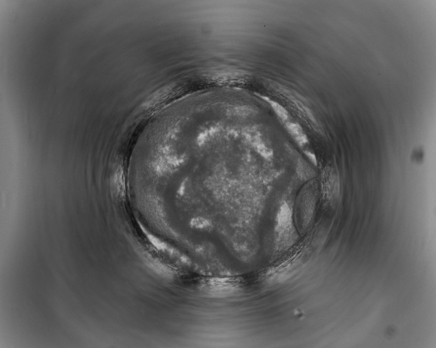 X0000098200622200805151230