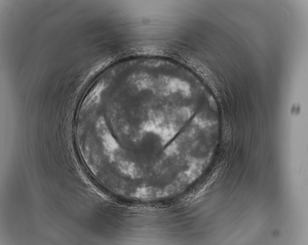 X0000098200625200805151229