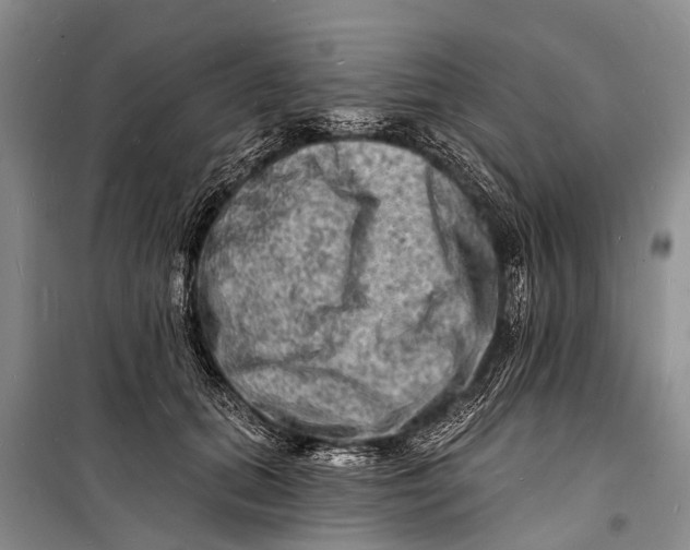 X0000098200655200805151230