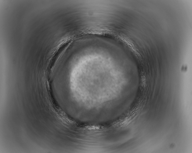 X0000098200687200805151229