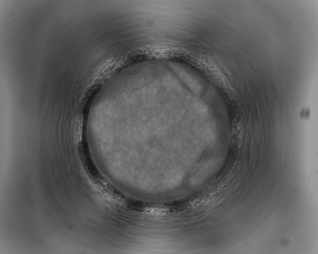 X0000098200694200805151229