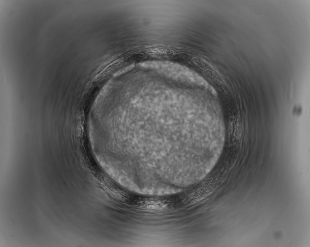 X0000098200702200805151229