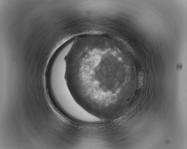 X0000098200726200805151228