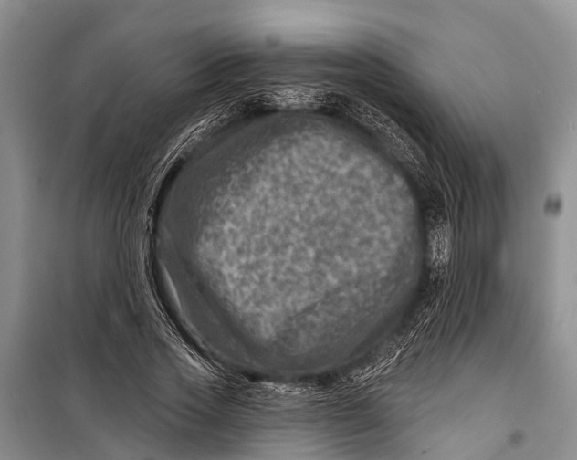 X0000098200733200805151228