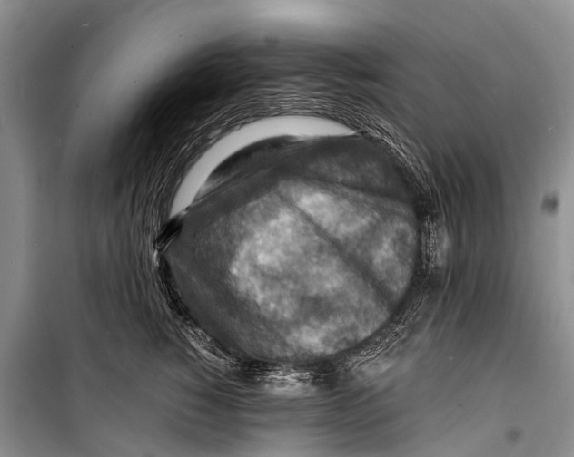 X0000098200760200805151228