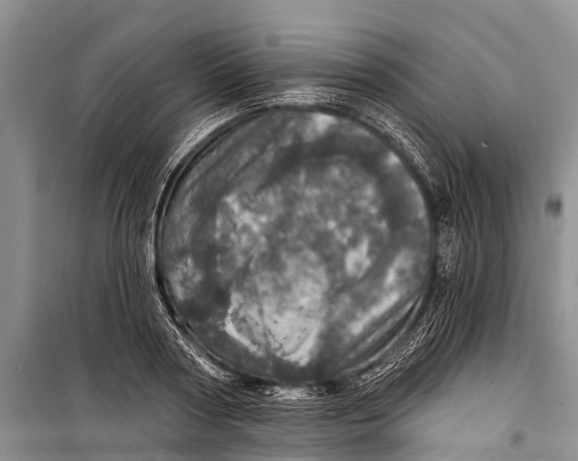 X0000098200794200805151227