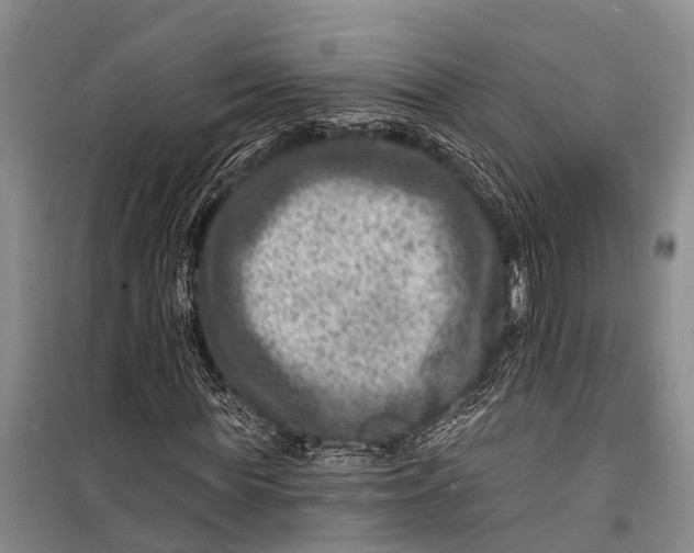 X0000098200819200805151226