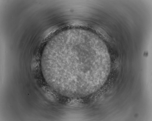 X0000098200824200805151226
