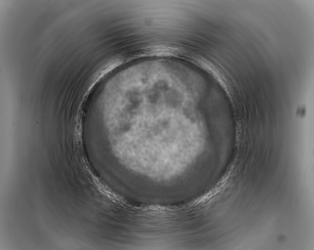 X0000098200827200805151226