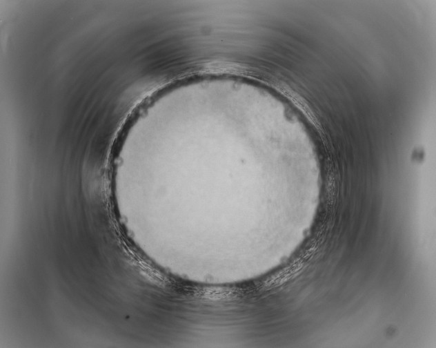 X0000098200832200805151226
