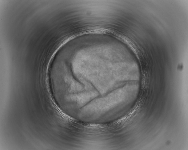 X0000098200835200805151226