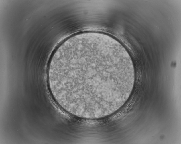 X0000098200848200805151227
