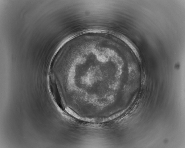 X0000098200861200805151227