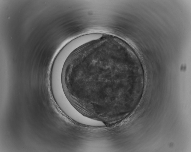 X0000098200864200805151227