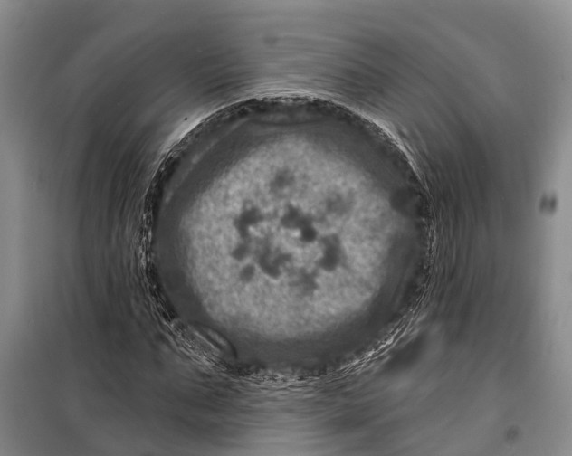 X0000098200871200805151226