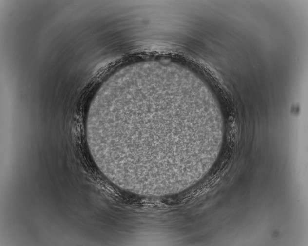 X0000098200918200805151225