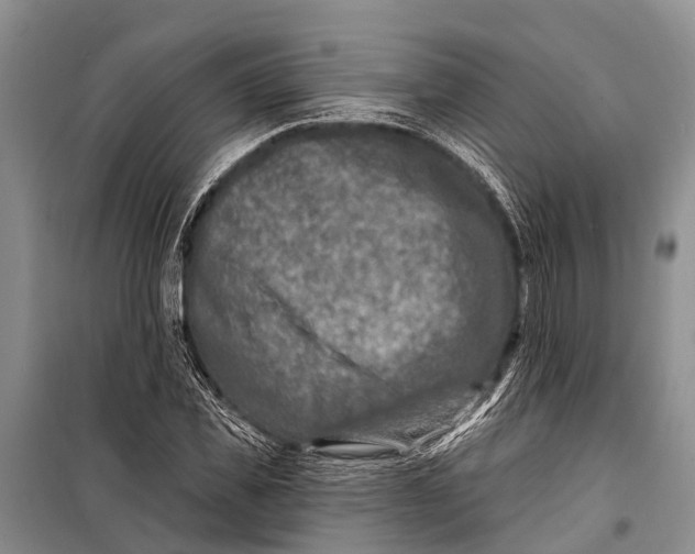 X0000098200925200805151225