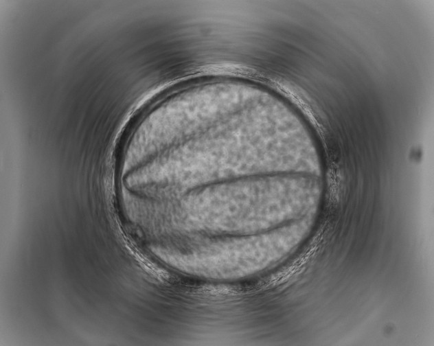 X0000098200931200805151225