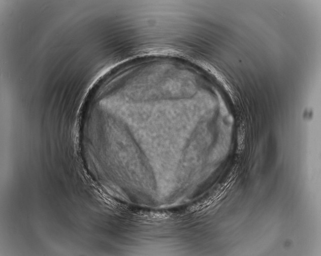 X0000098200975200805151224