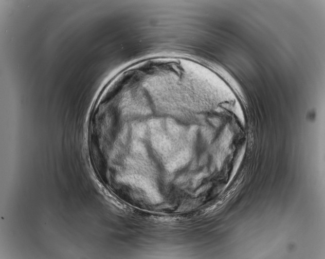 X0000098201004200805151224