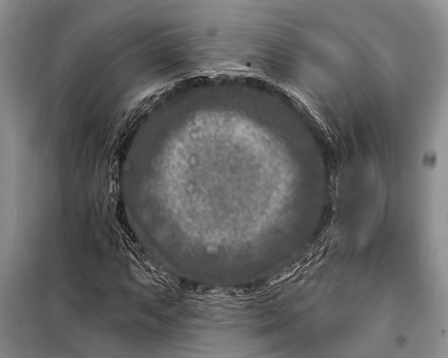 X0000098201063200805151223