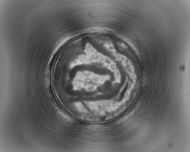 X0000098201075200805151223