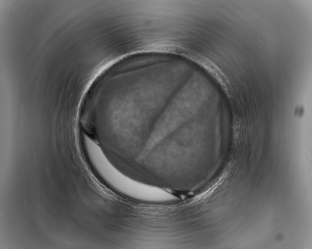 X0000098201077200805151223