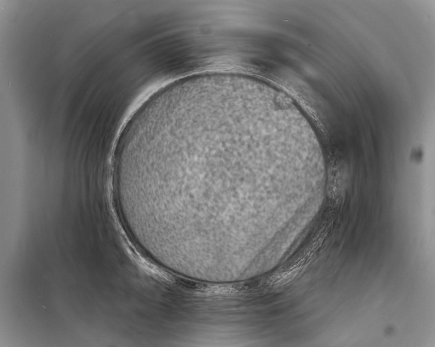 X0000098201094200805151222