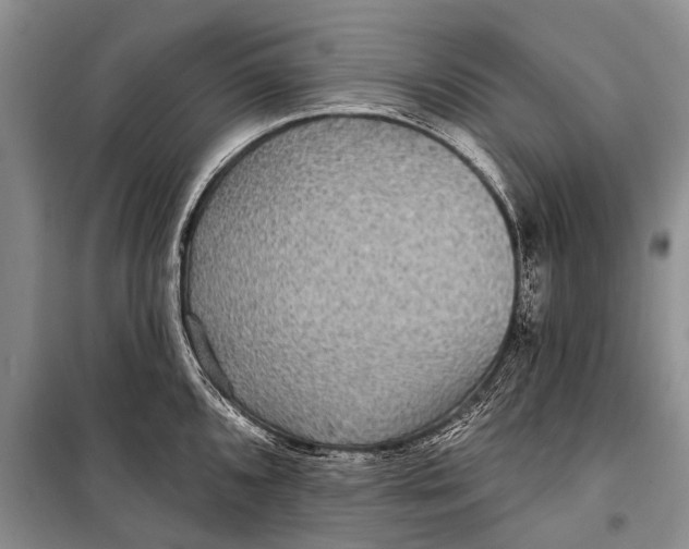X0000098201096200805151222