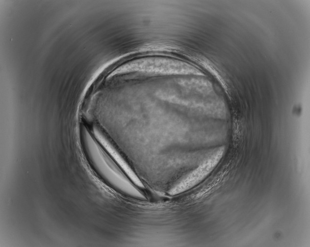 X0000098201124200805151222