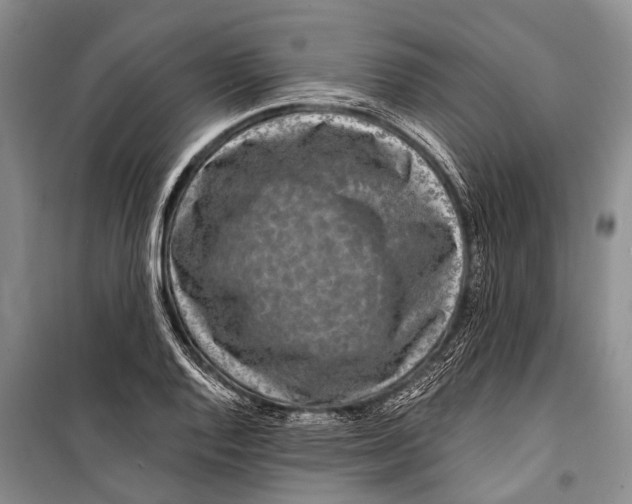 X0000098201128200805151222