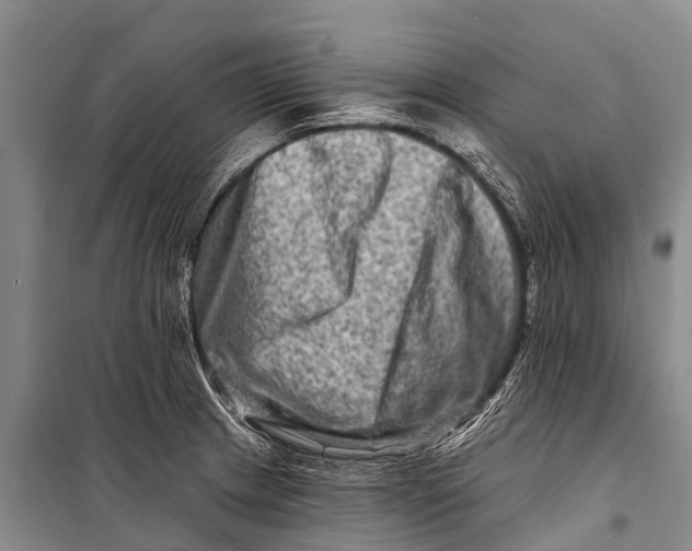 X0000098201233200805151221