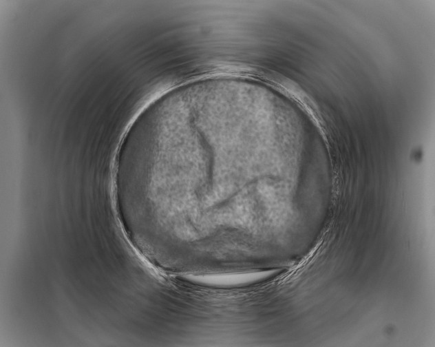 X0000098201235200805151221