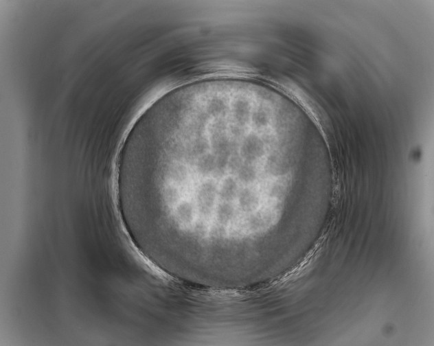 X0000098201243200805151221