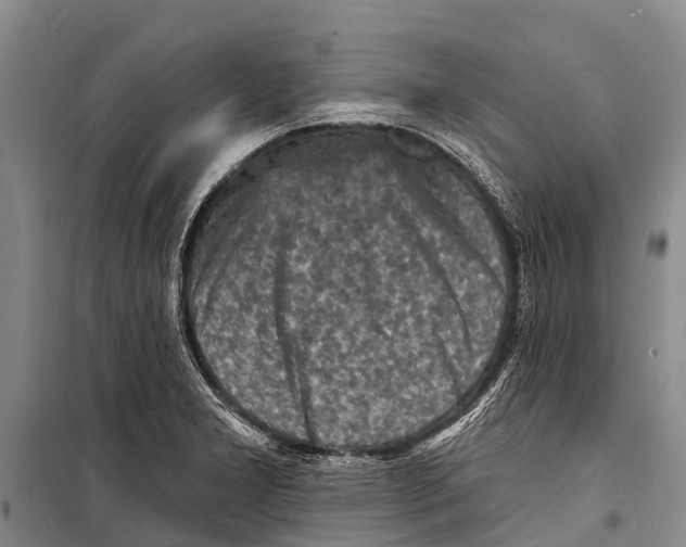 X0000098201277200805151220