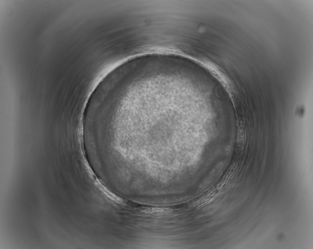 X0000098201287200805151220