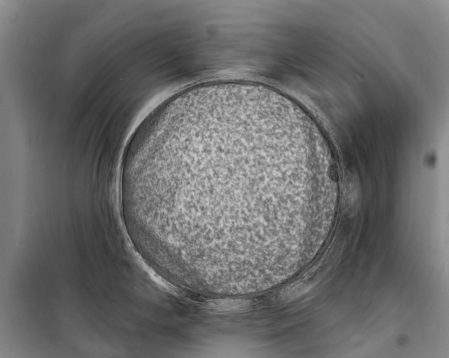 X0000098201294200805151220
