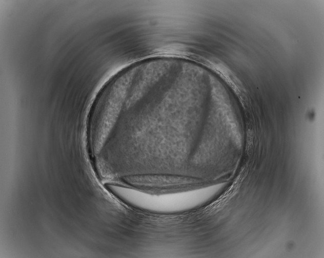 X0000098201331200805151219